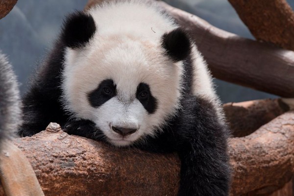 Zoo Atlanta's giant pandas soon to be the only ones left in America – WABE